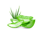 Aloe vera leaves whole and sliced.